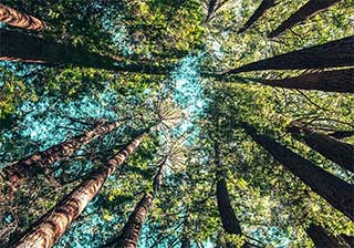 Photo of a forest looking up at the treetops