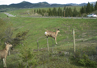 Two deer; one looking curiously at their surroundings and the other jumping over a barbed wire fence.