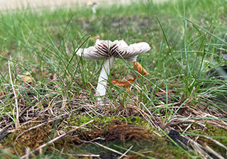 A mushroom growing out of the grass.