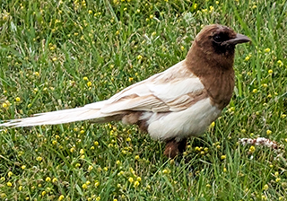 Ghost magpie
