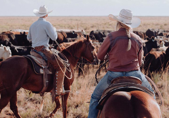 Two ranchers on horses monitoring cattle.